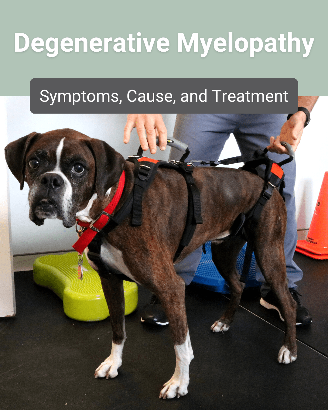 Degenerative Myelopathy: Symptoms, Cause, and Treatment