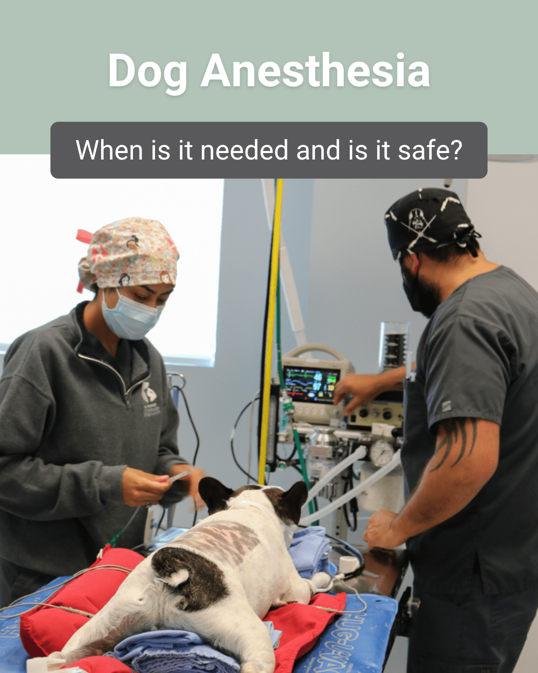 Dog Anesthesia: When Is It Needed and Is It Safe?
