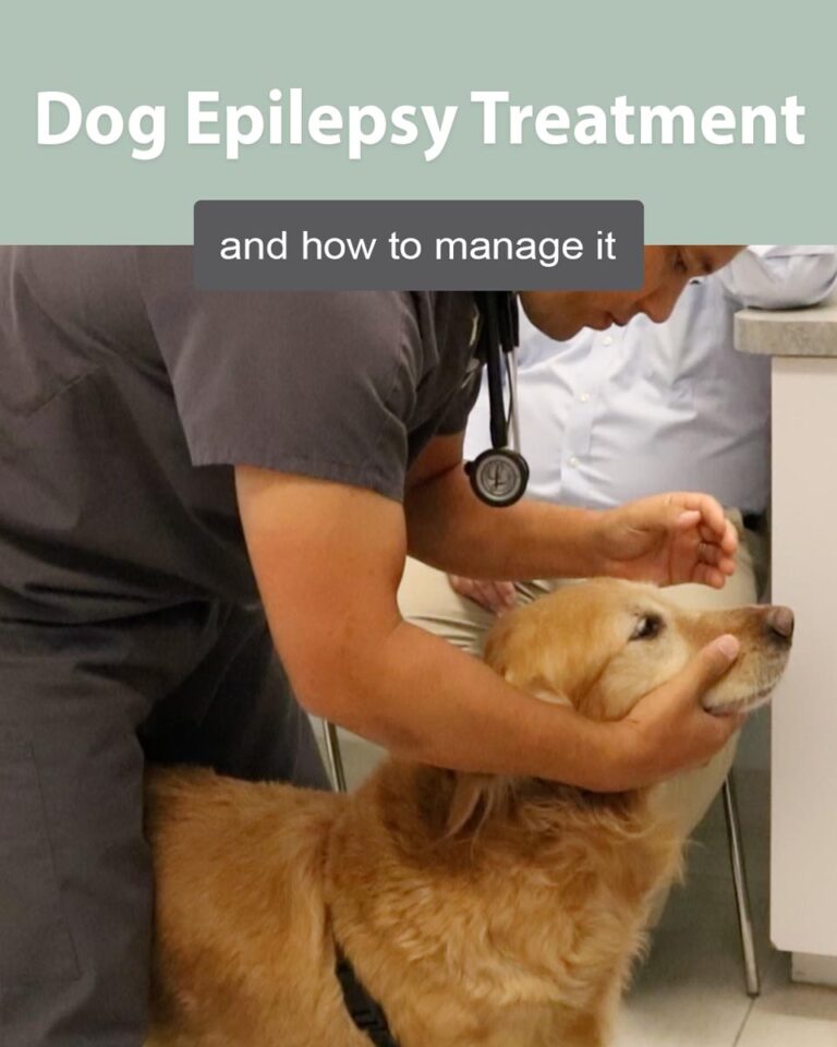 View of Dog Epilepsy Treatment and How to Manage It | Southeast Veterinary ...