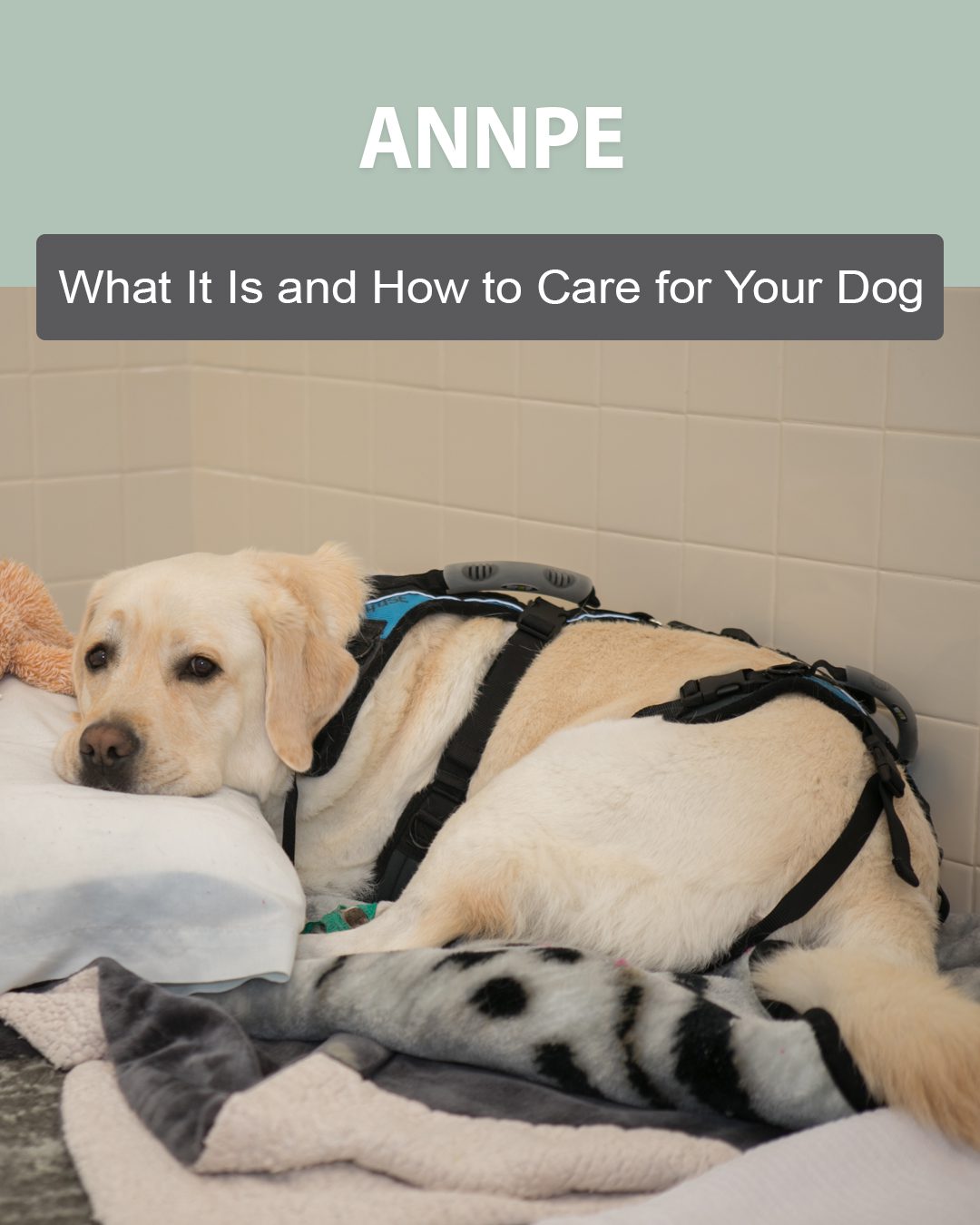 ANNPE: What It Is and How to Care for Your Dog
