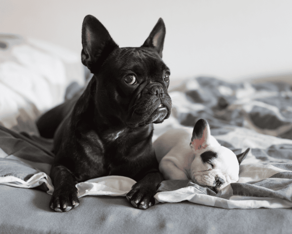 What Is a Brachycephalic Dog? | Southeast Veterinary Neurology