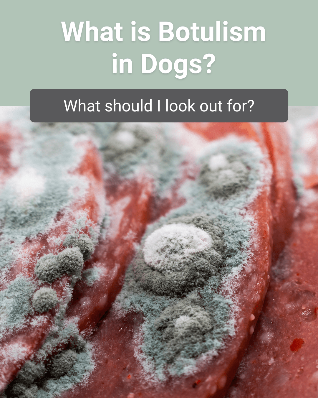 What is Botulism in Dogs and What Should I Look Out For?