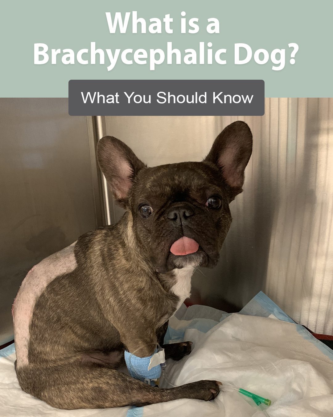 What Is a Brachycephalic Dog?