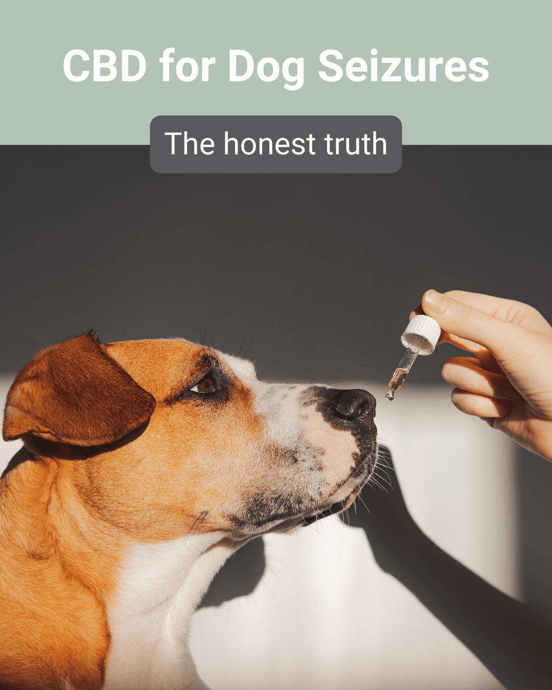 CBD for Dog Seizures: The Honest Truth