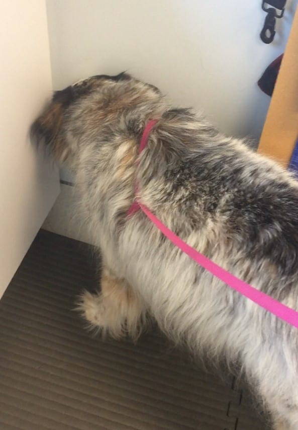 7 Reasons Why Your Dog is Pressing Its Head Against the Wall