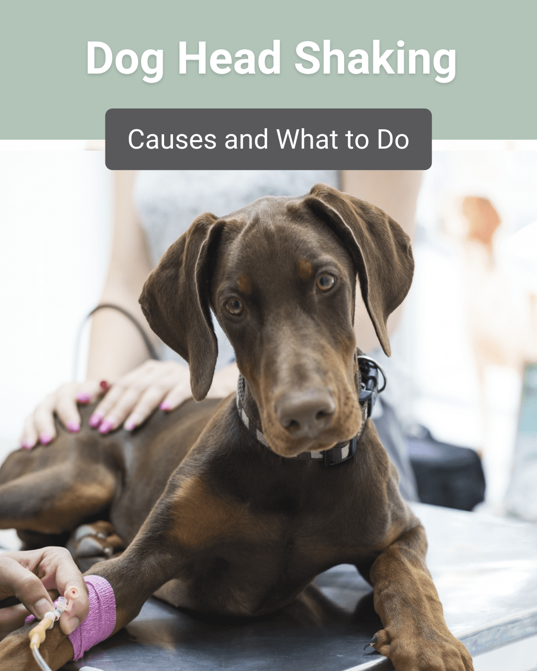 Dog Head Shaking: Causes and What to Do