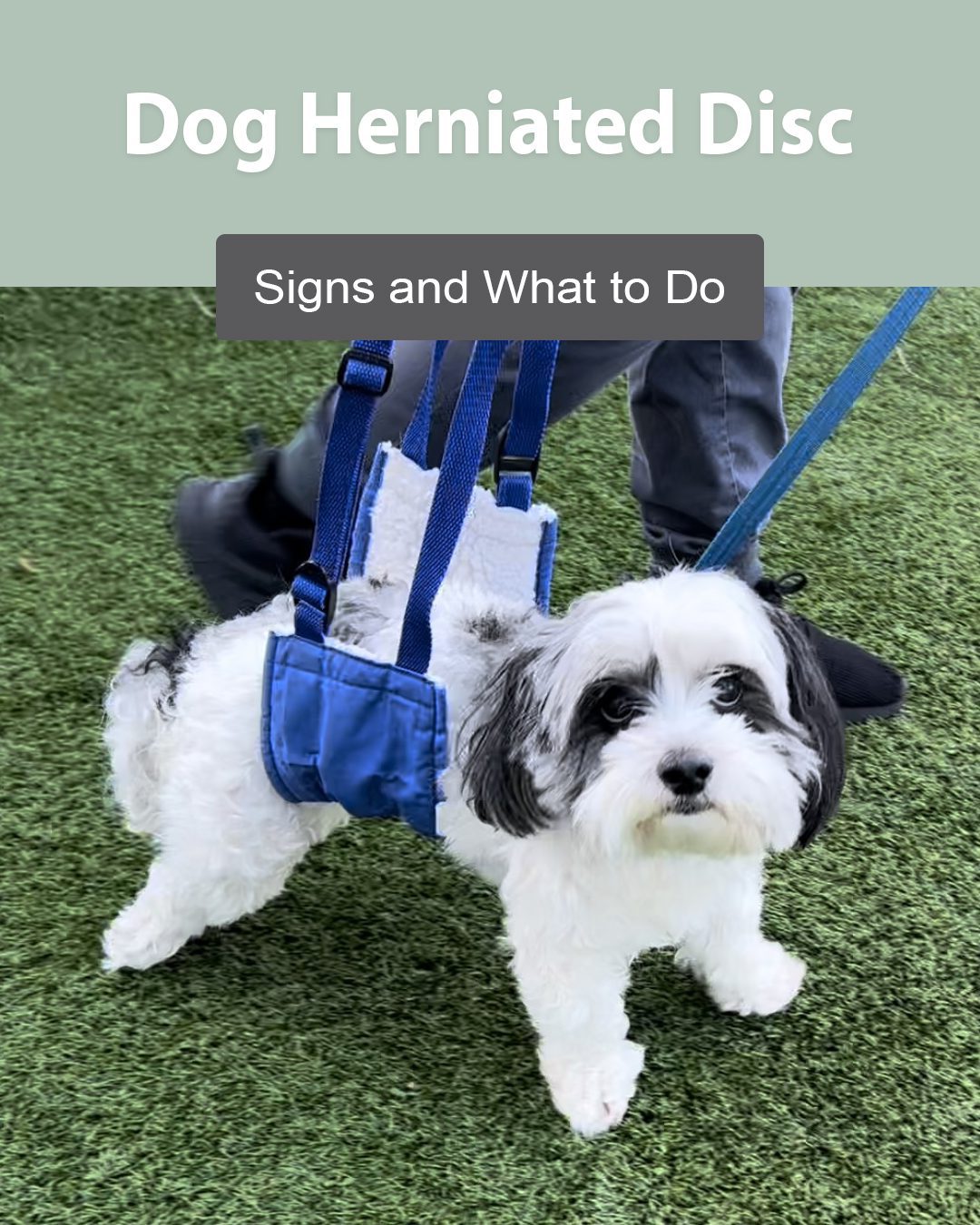 Dog Herniated Disc: Signs and What to Do