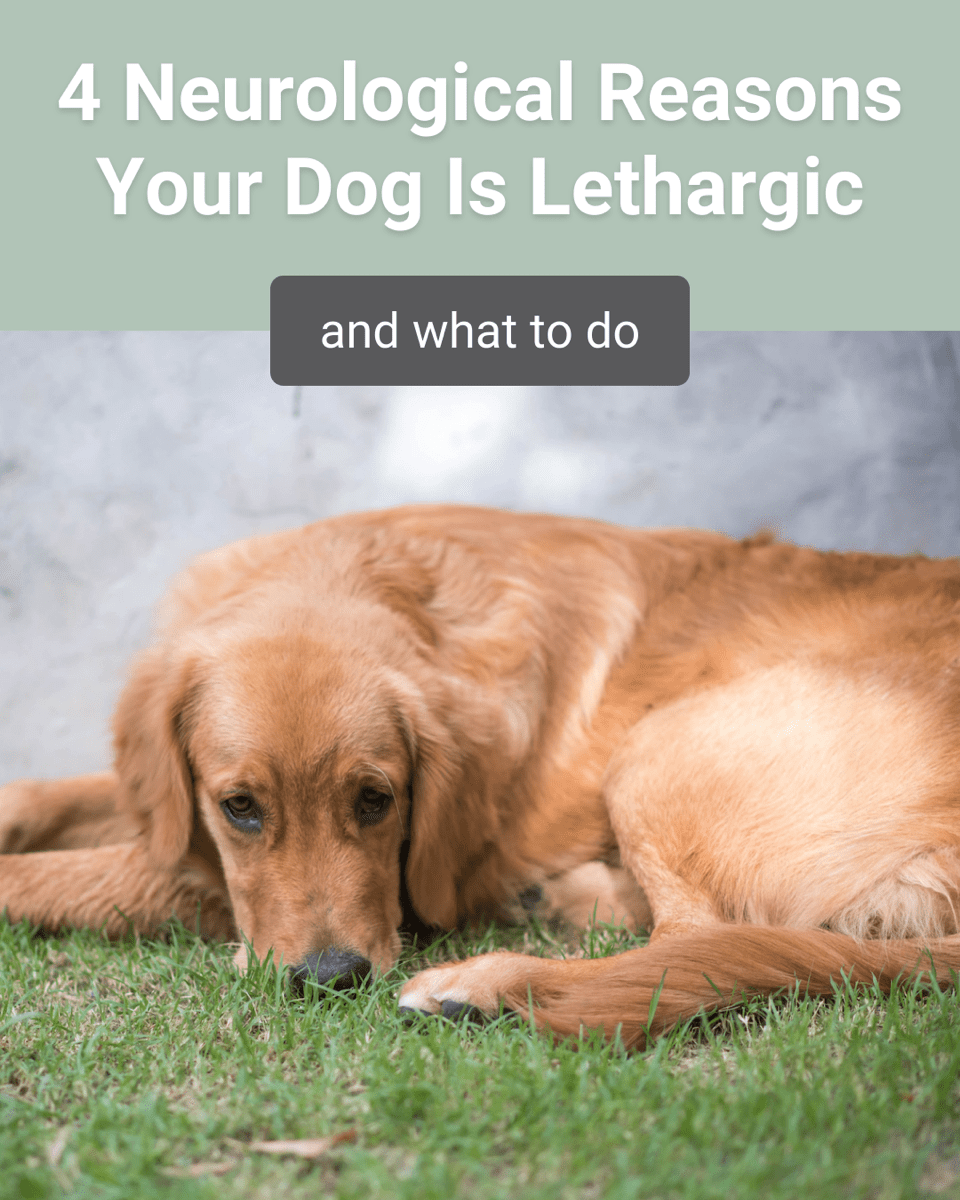 Is Your Dog Lethargic? 4 Neurological Reasons Why