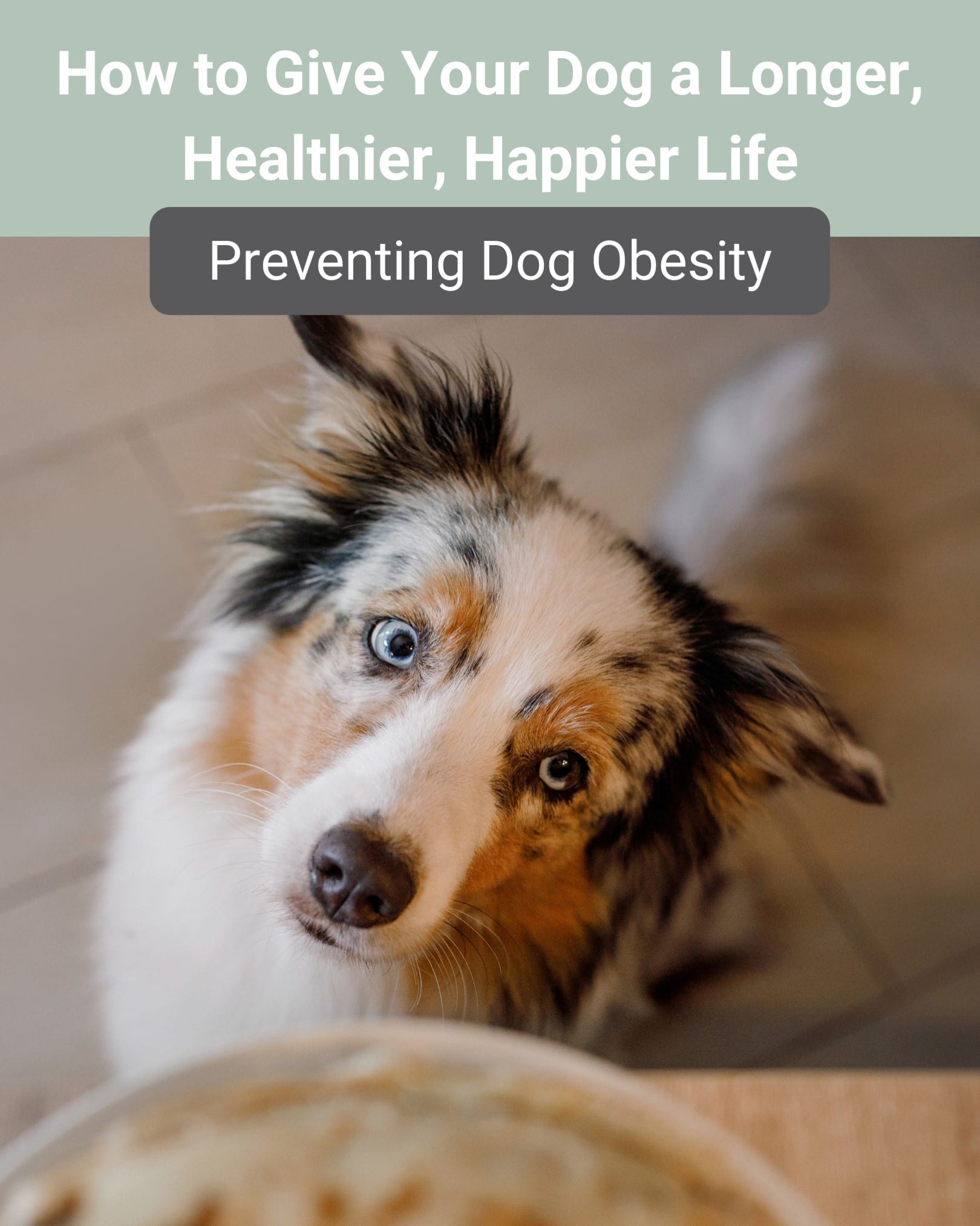 Preventing Dog Obesity: How to Give Your Dog a Longer, Happier Life