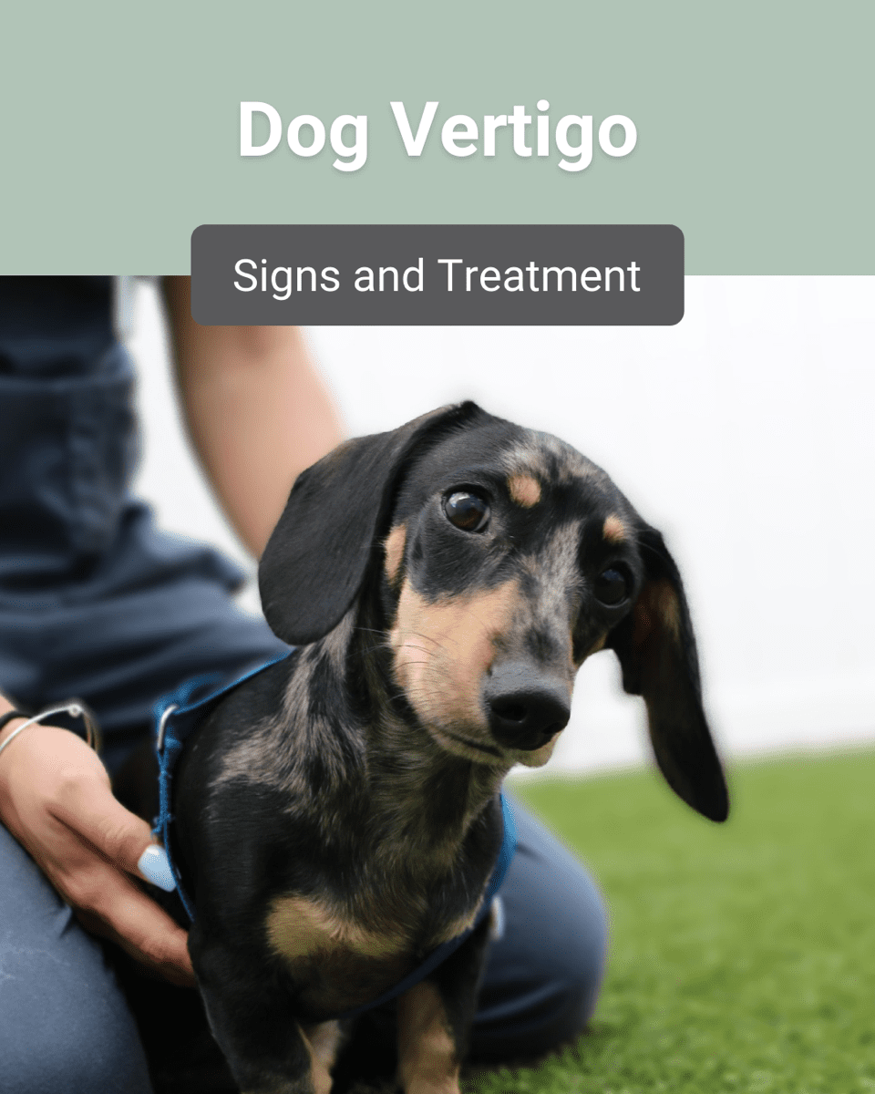 Dog Vertigo: Signs and Can It Be Treated