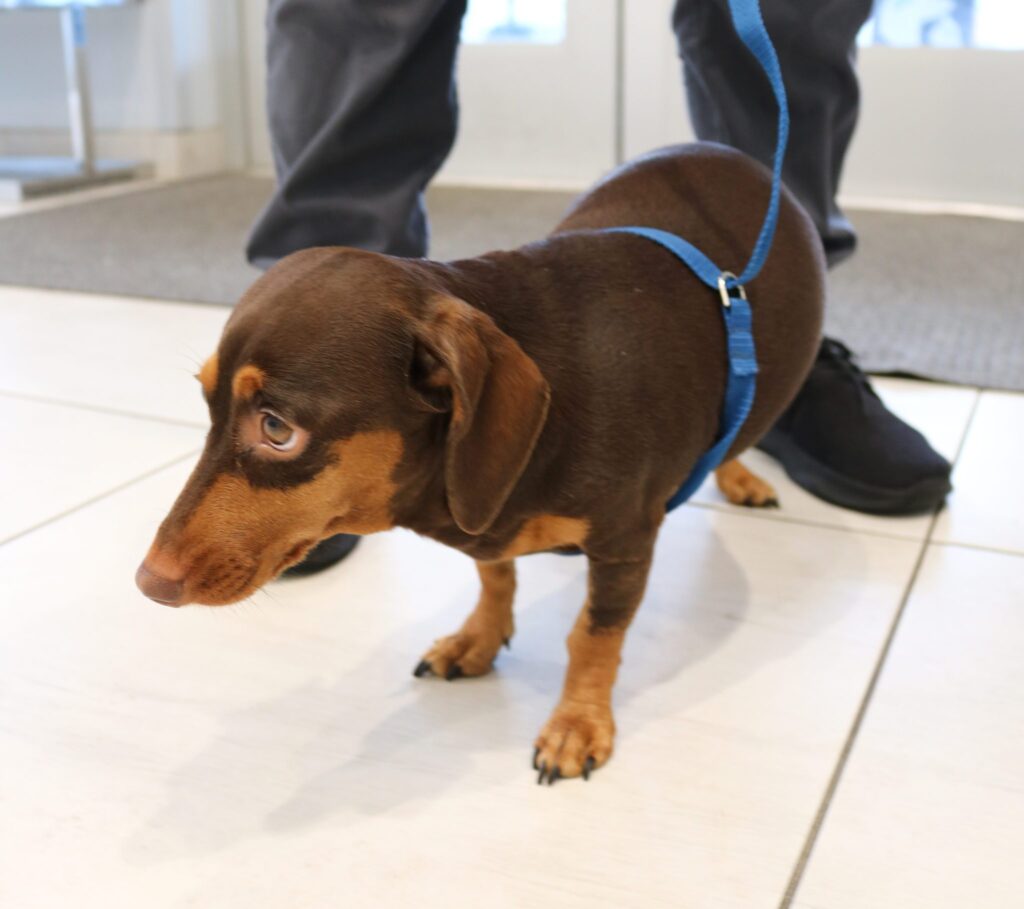 How Can I Tell if My Dog Has a Slipped Disc? Southeast Veterinary