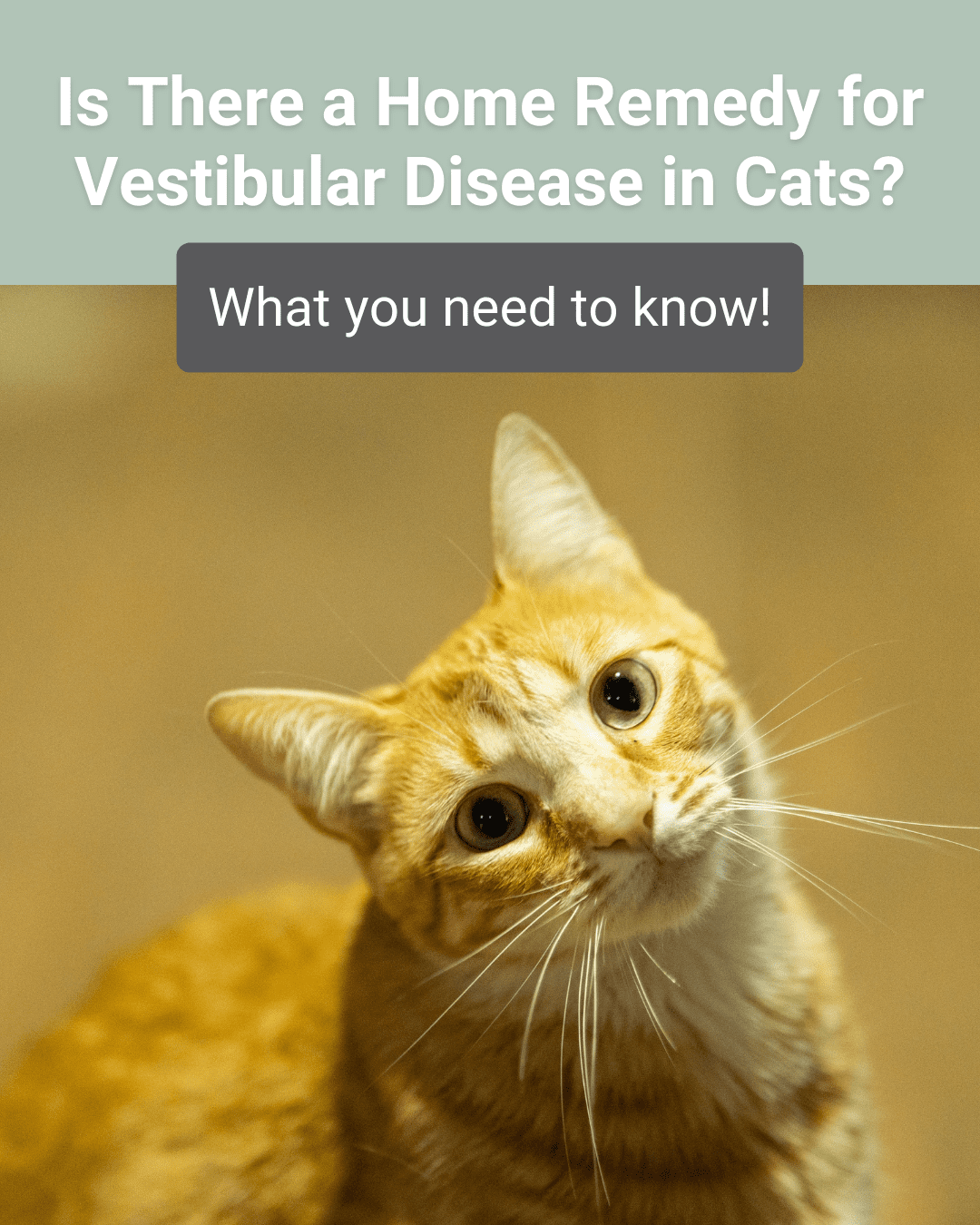 Is There a Home Remedy for Vestibular Disease in Cats?