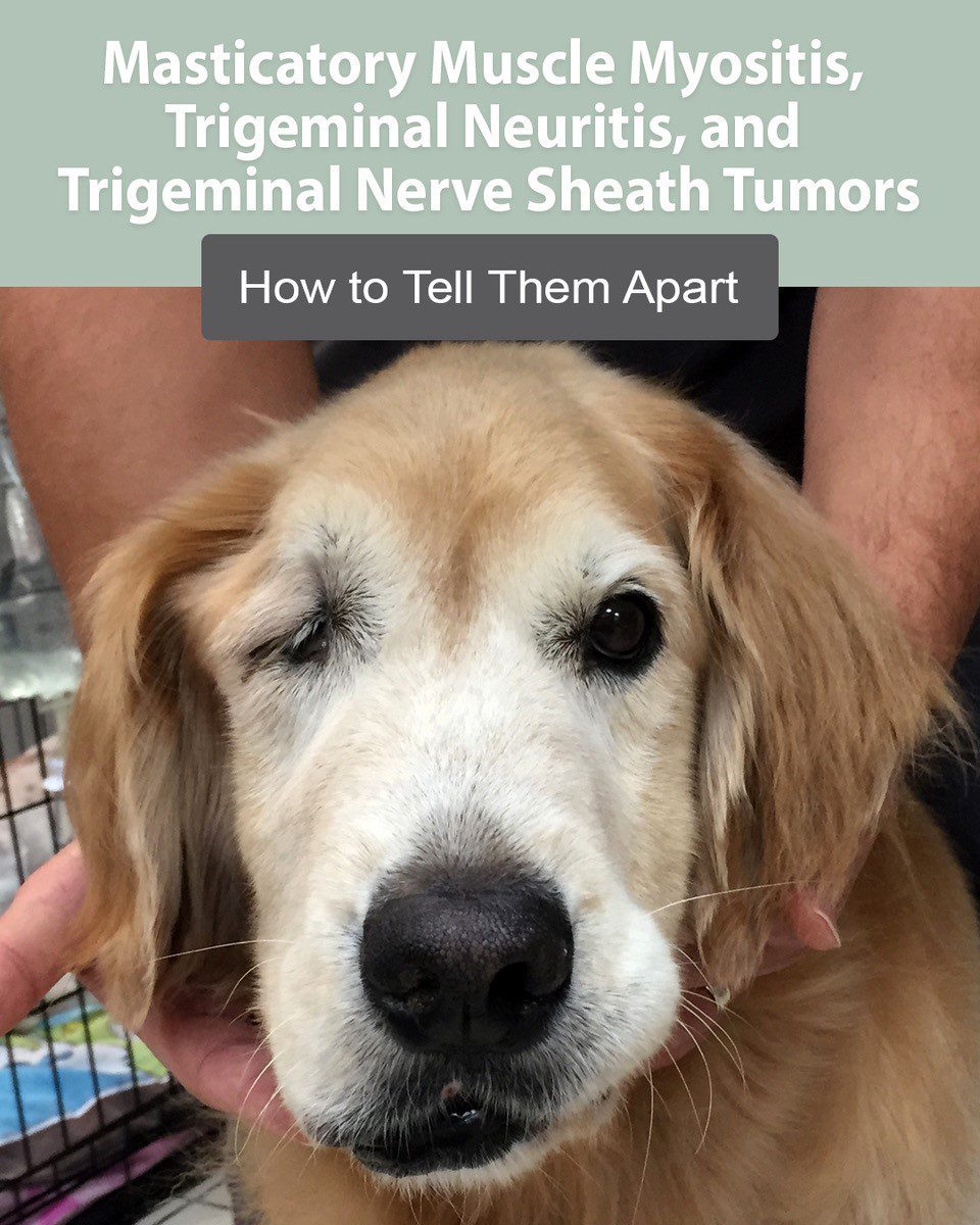 Masticatory Muscle Myositis, Trigeminal Neuritis, and Trigeminal Nerve Sheath Tumors in Dogs: How to Tell Them Apart