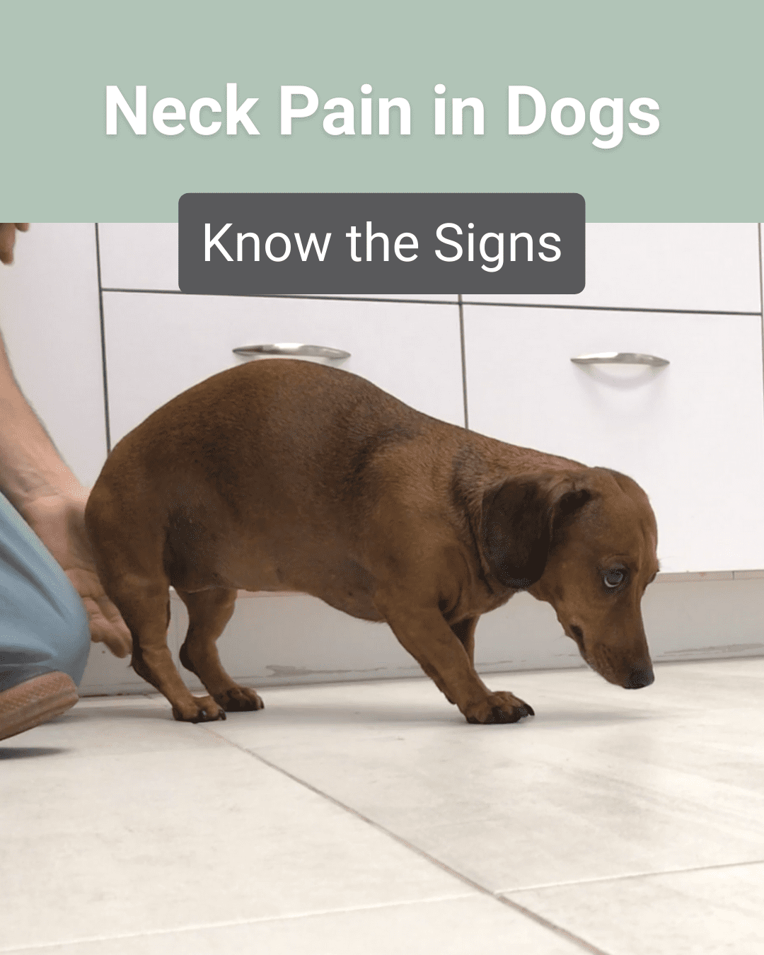 What Are Signs of Neck Pain in Dogs?