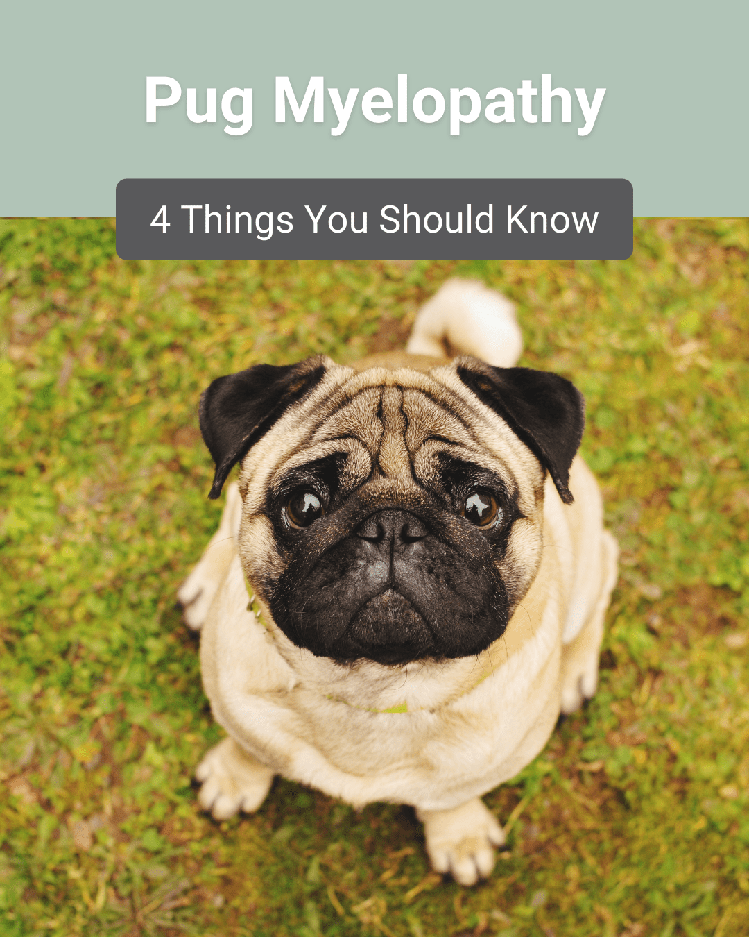 4 Things You Should Know about Pug Myelopathy
