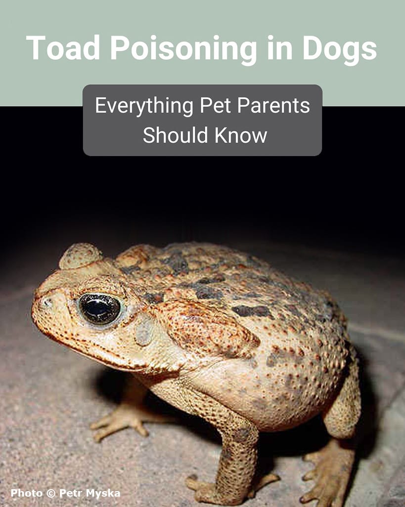 Toad Poisoning in Dogs: Everything Pet Parents Should Know