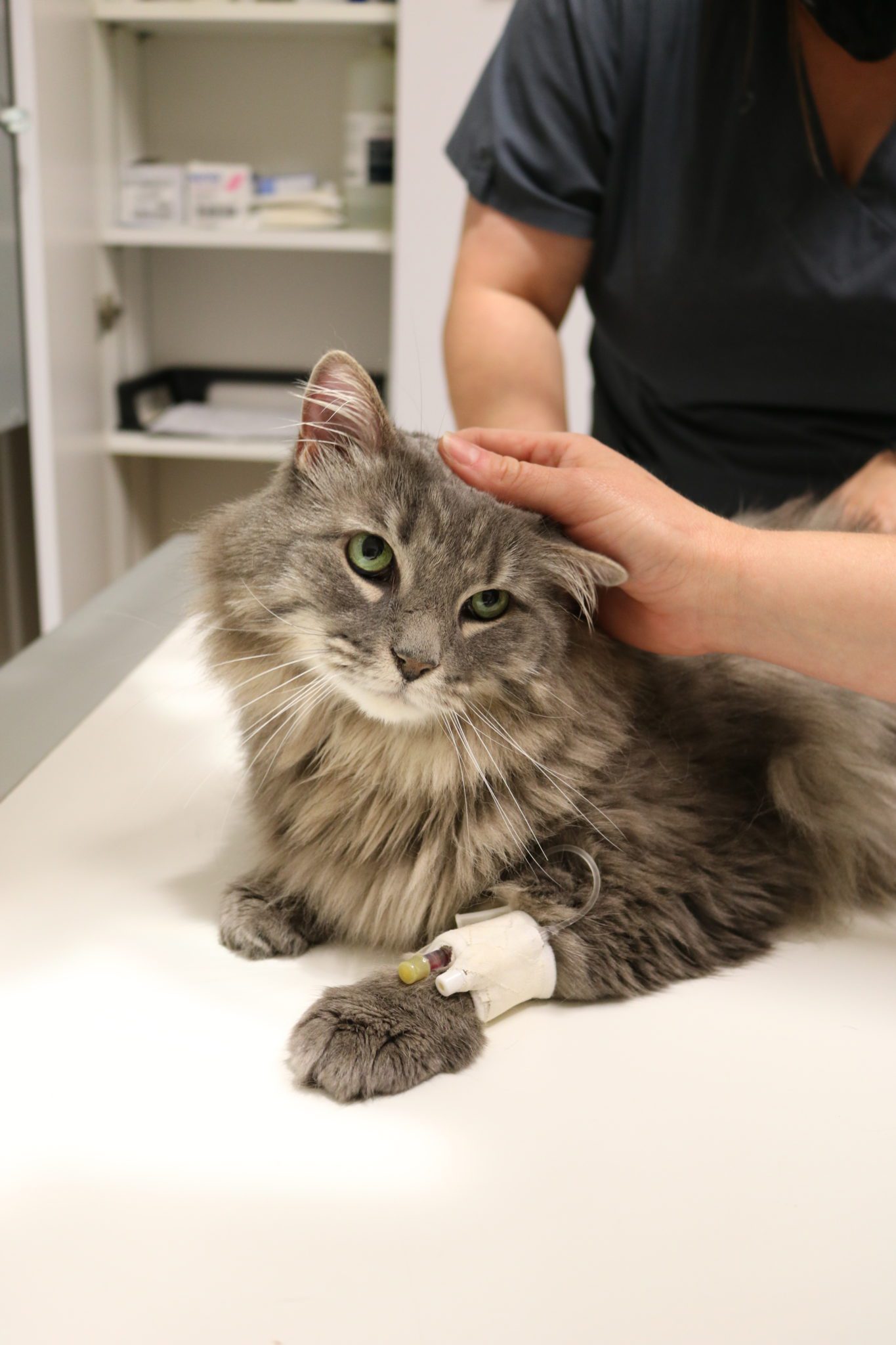 Hidden Dangers: Toxins Triggering Vestibular Disease In Cats - 8uwm8xn
