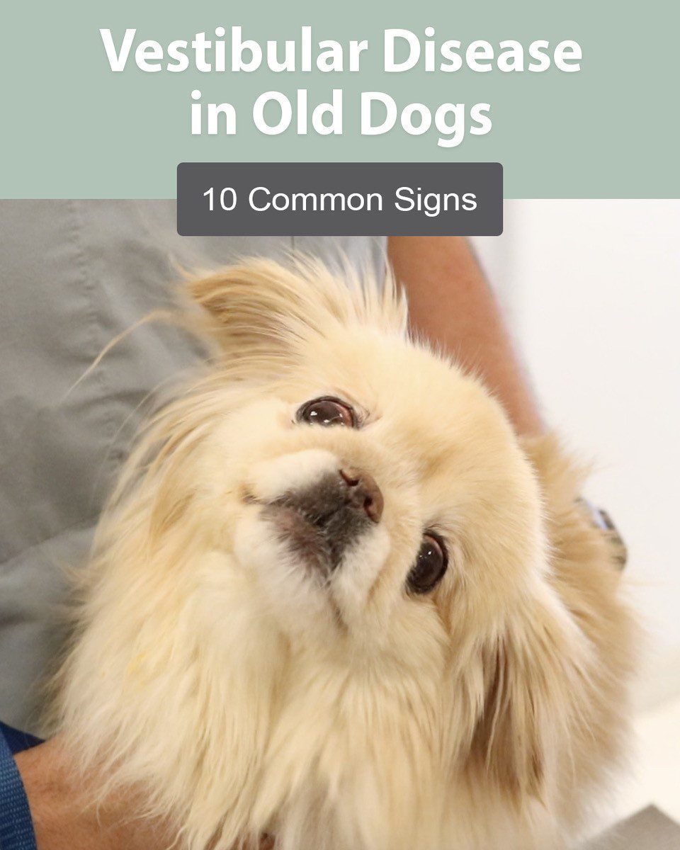 10 Common Signs of Vestibular Disease in Old Dogs