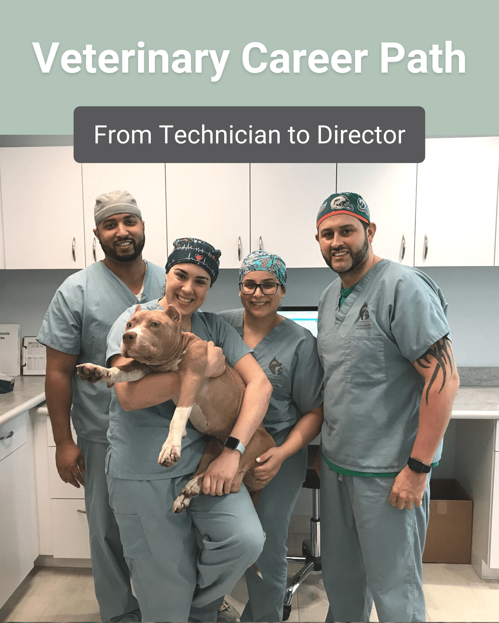 From Vet Tech to Director: A Veterinary Career Path