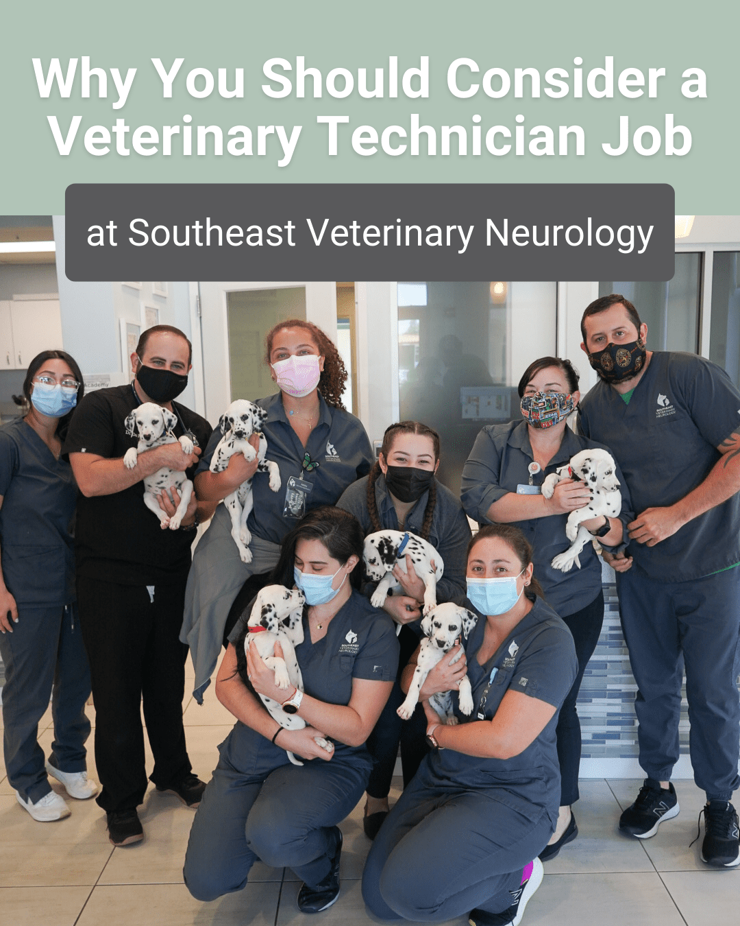Why You Should Consider a Veterinary Technician Job at SEVN