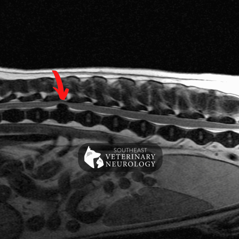 Hernia discal en perros: Signos y qué hacer | Southeast Veterinary ...