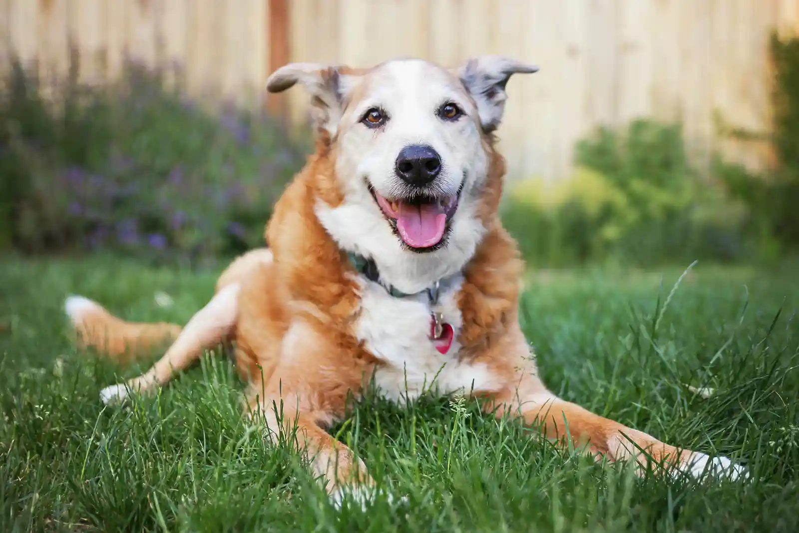 Signs of Arthritis in Dogs: Is It Arthritis or Something More Serious?
