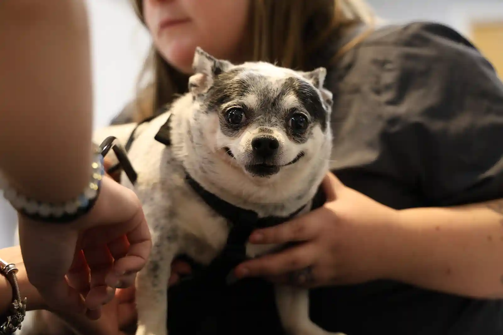 Is It Dog Dementia Cognitive Dysfunction Syndrome In Dogs Is It Dog Dementia Cognitive Dysfunction Syndrome In Dogs