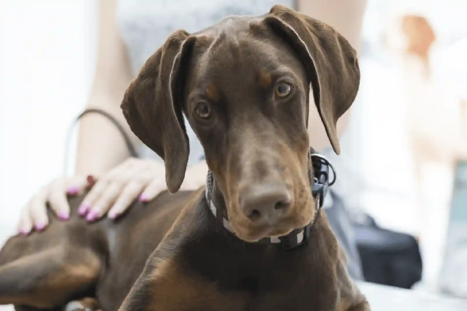 Sacudidas de cabeza del perro: Causas y qué hacer