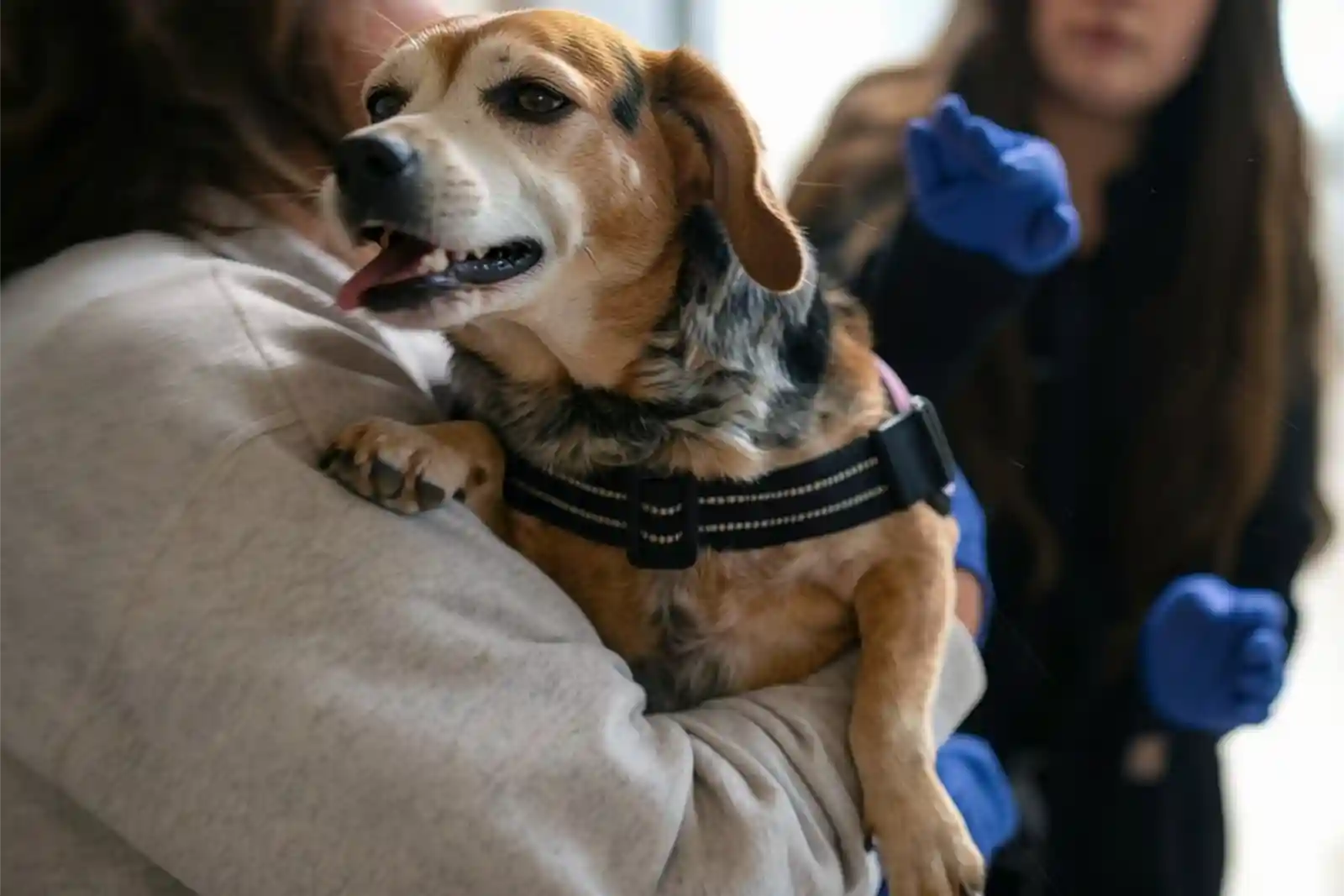 Early Signs of IVDD in Dogs: 9 Warnings Owners Might Miss