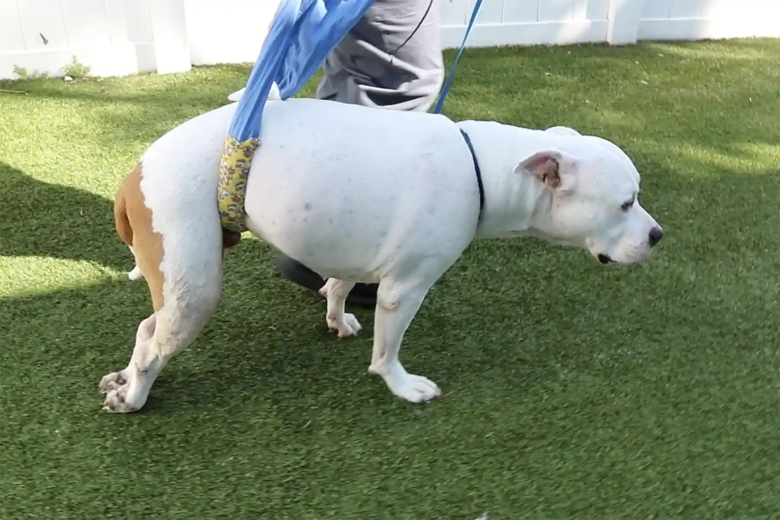 Lameness in Dogs: When It's Not an Injury