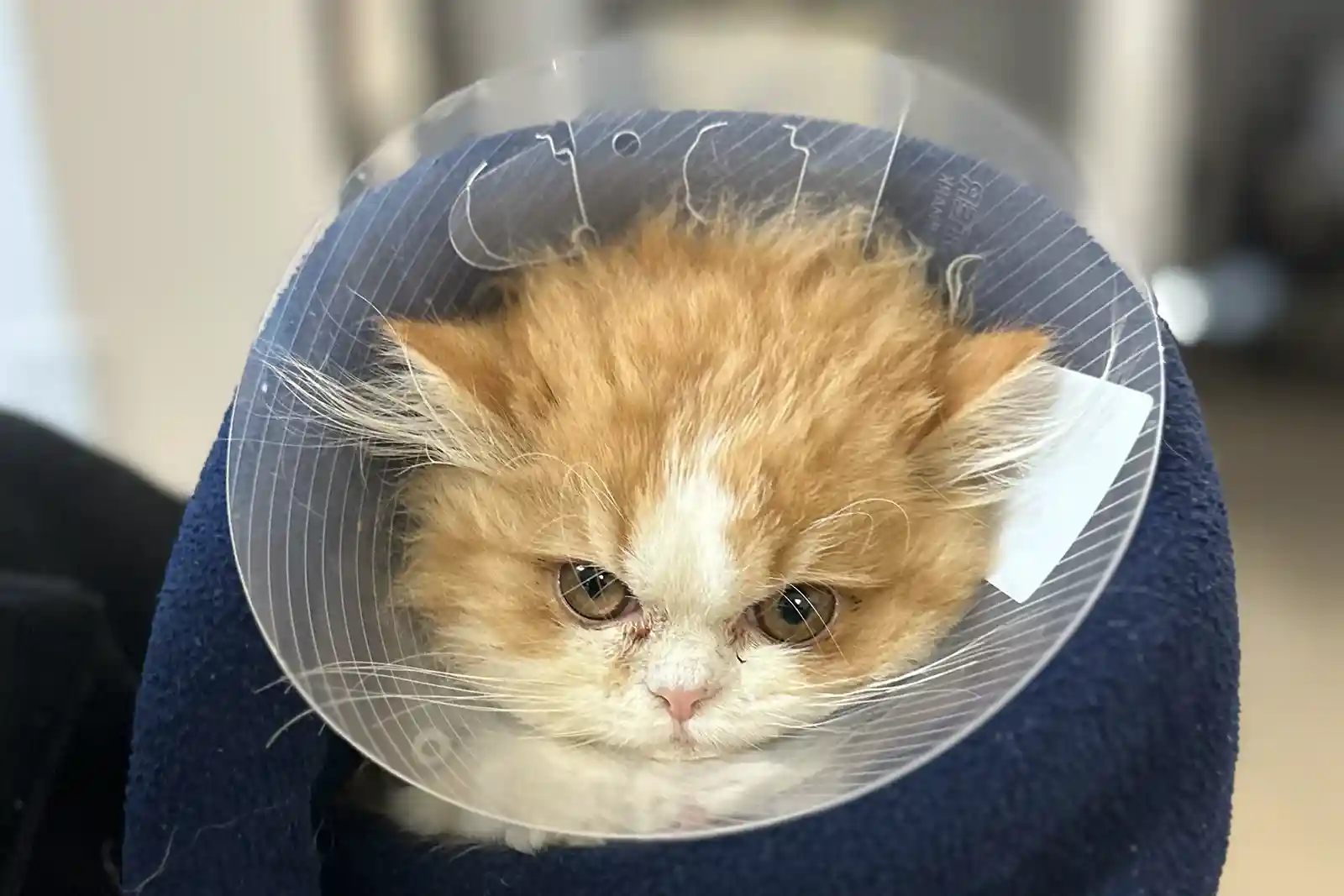 5 Neurological Disorders in Cats You Should Know