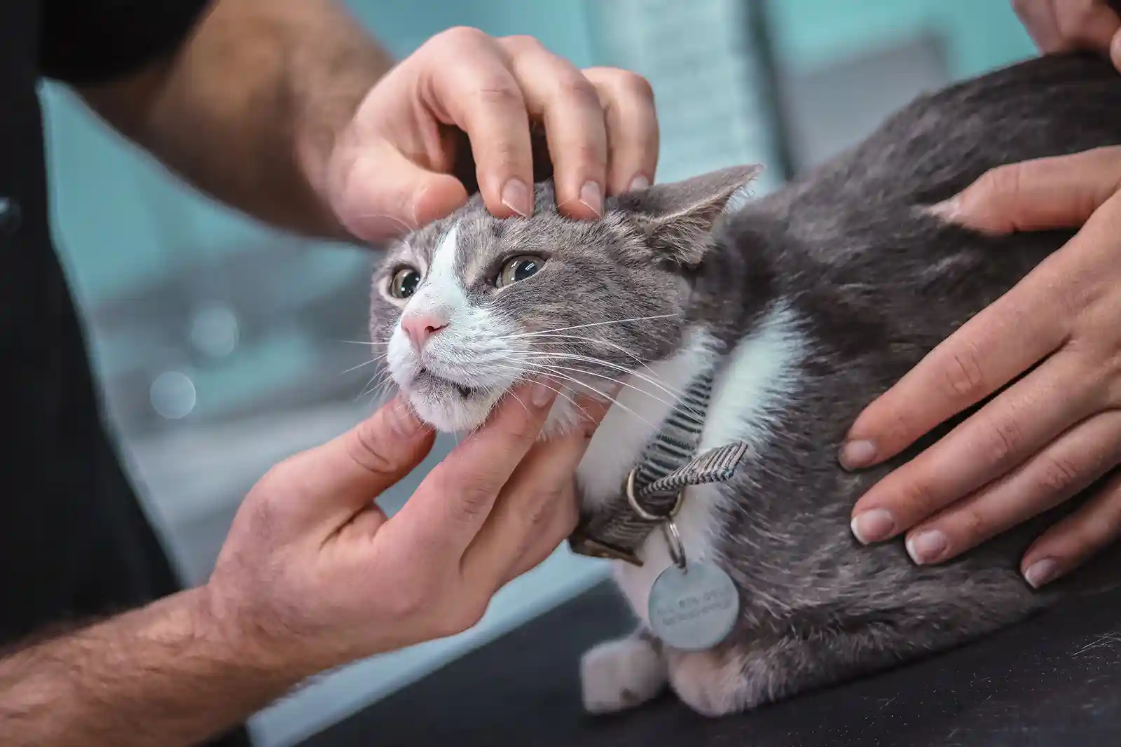 Por qué las convulsiones de los gatos son diferentes a las de los perros